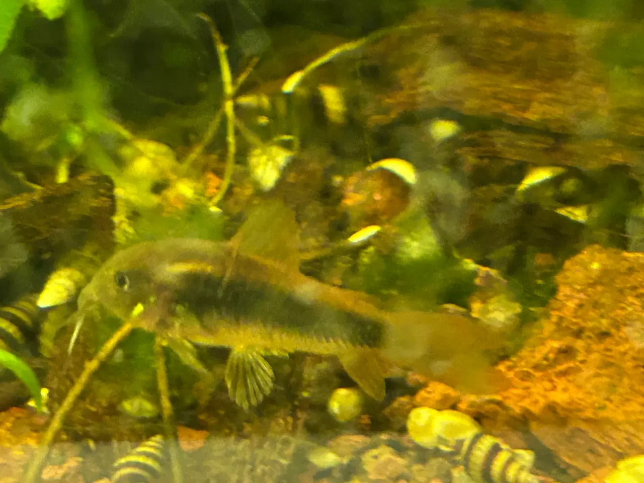 Billede 2 - 🐟 Kobber pansermaller 3-4 cm  | Afhent Viby J