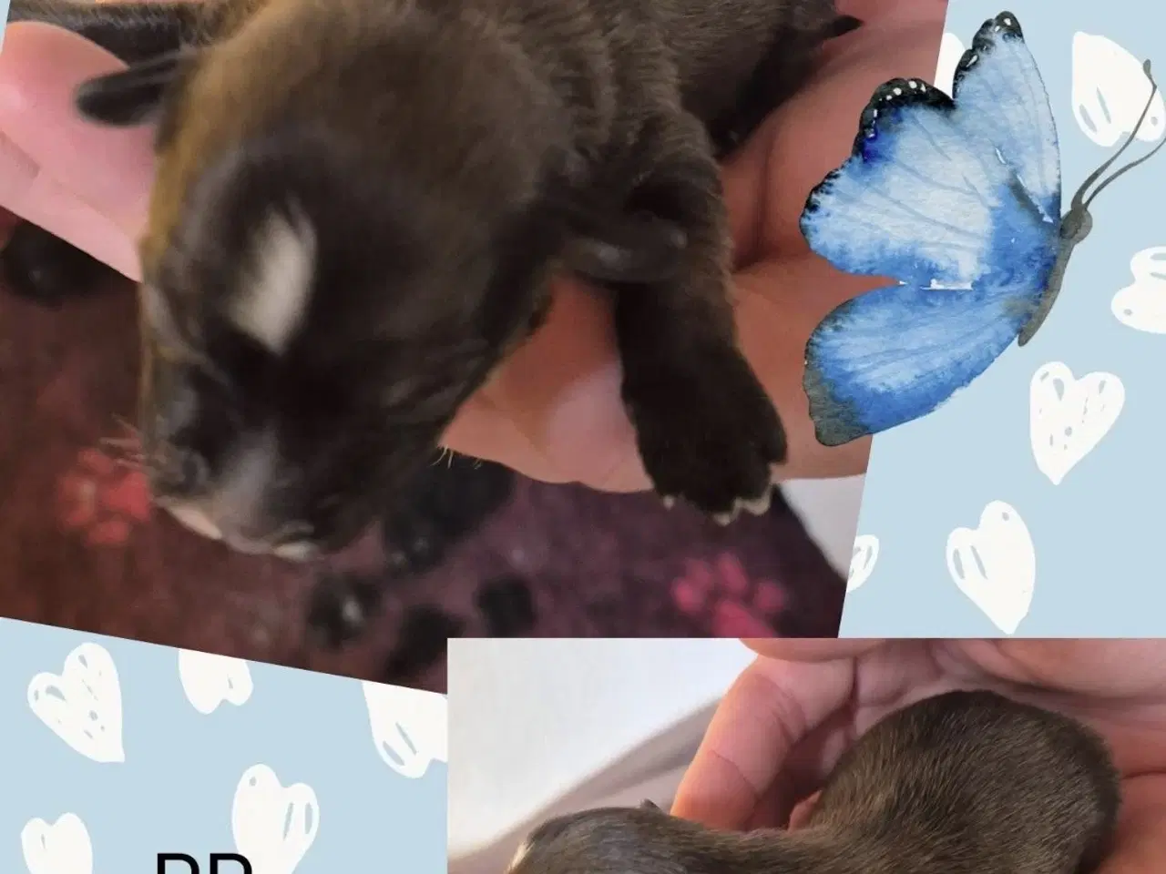 Billede 4 -   Chinese Crested Powder Puff hvalpe – klar til re