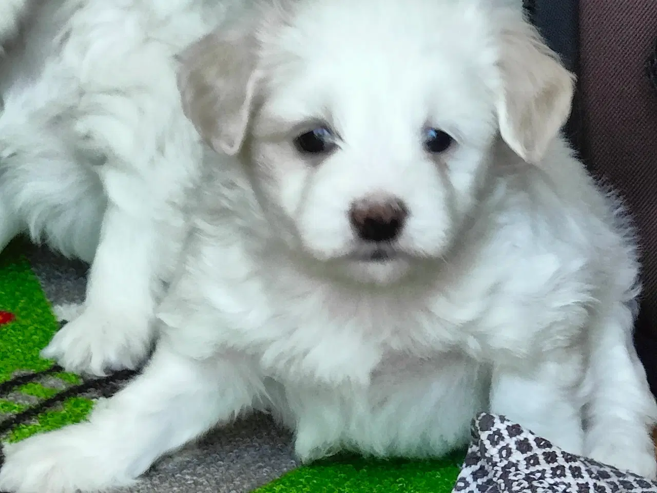 Billede 2 - Malteser/Chinese og Malteser cotton de Tulear 