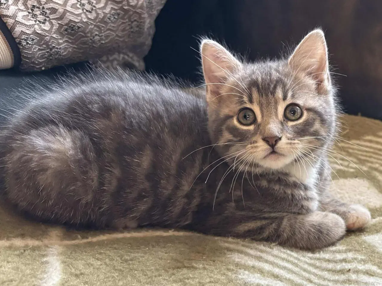 Billede 3 - Katte killing. 1/8 norsk skovkat. 1 kattekilling