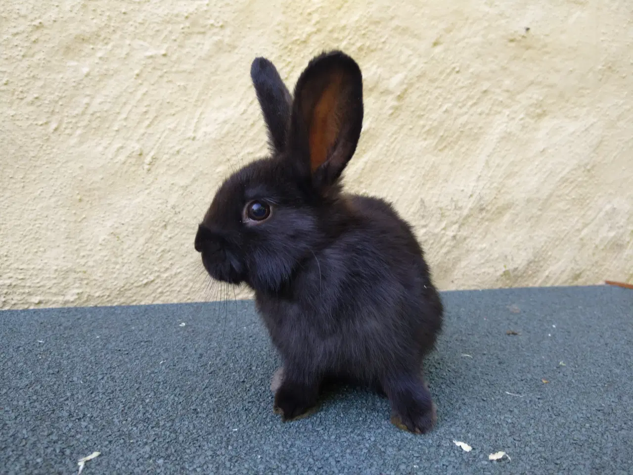 Billede 4 - Han unge hollandsk dværg kanin