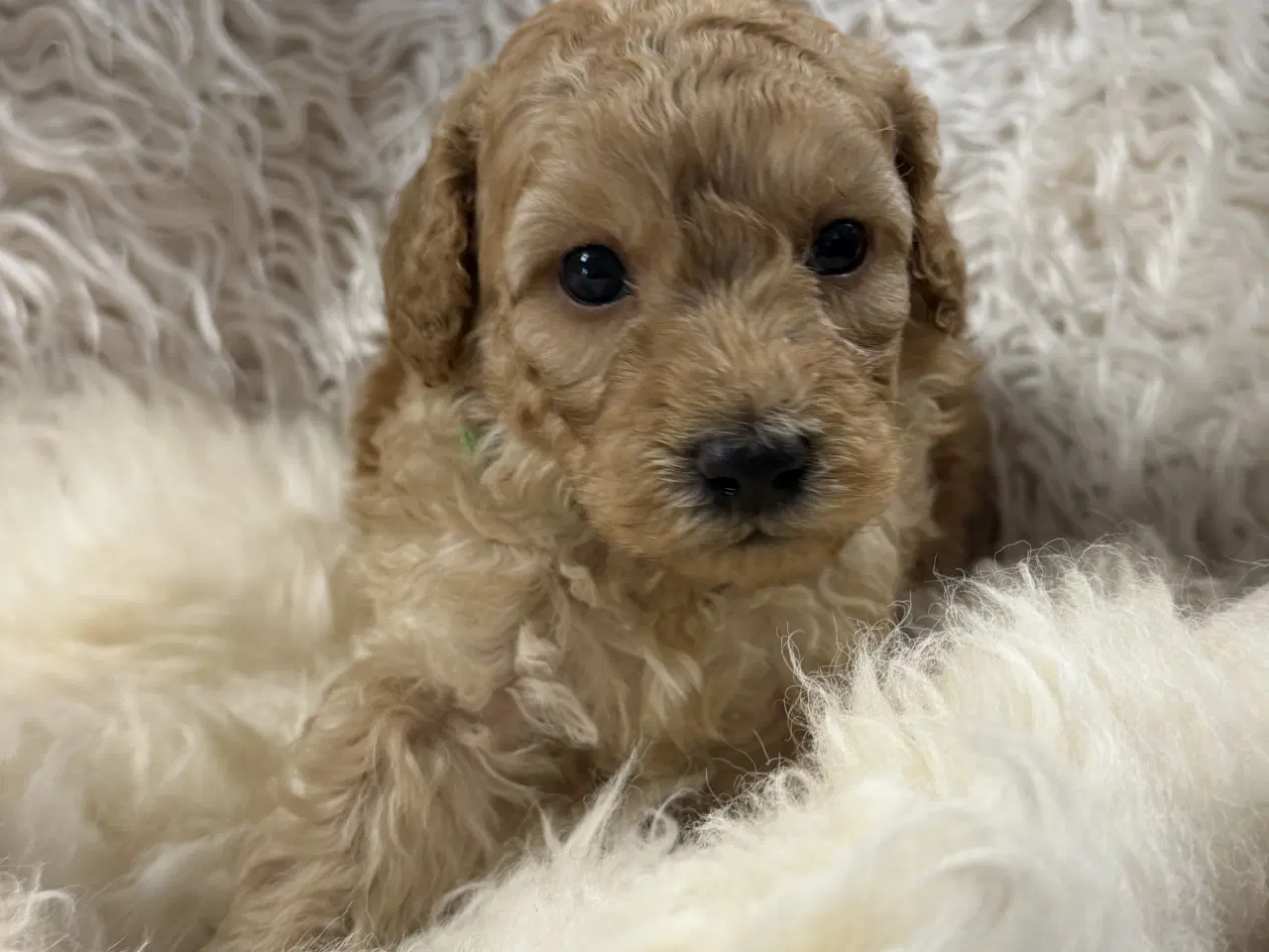 Billede 8 - Smukke mini Labradoodle ❤️🐾