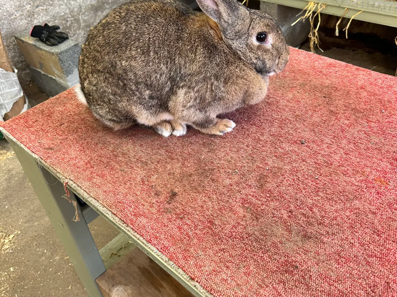 Billede 10 - Tre hun Kanine 