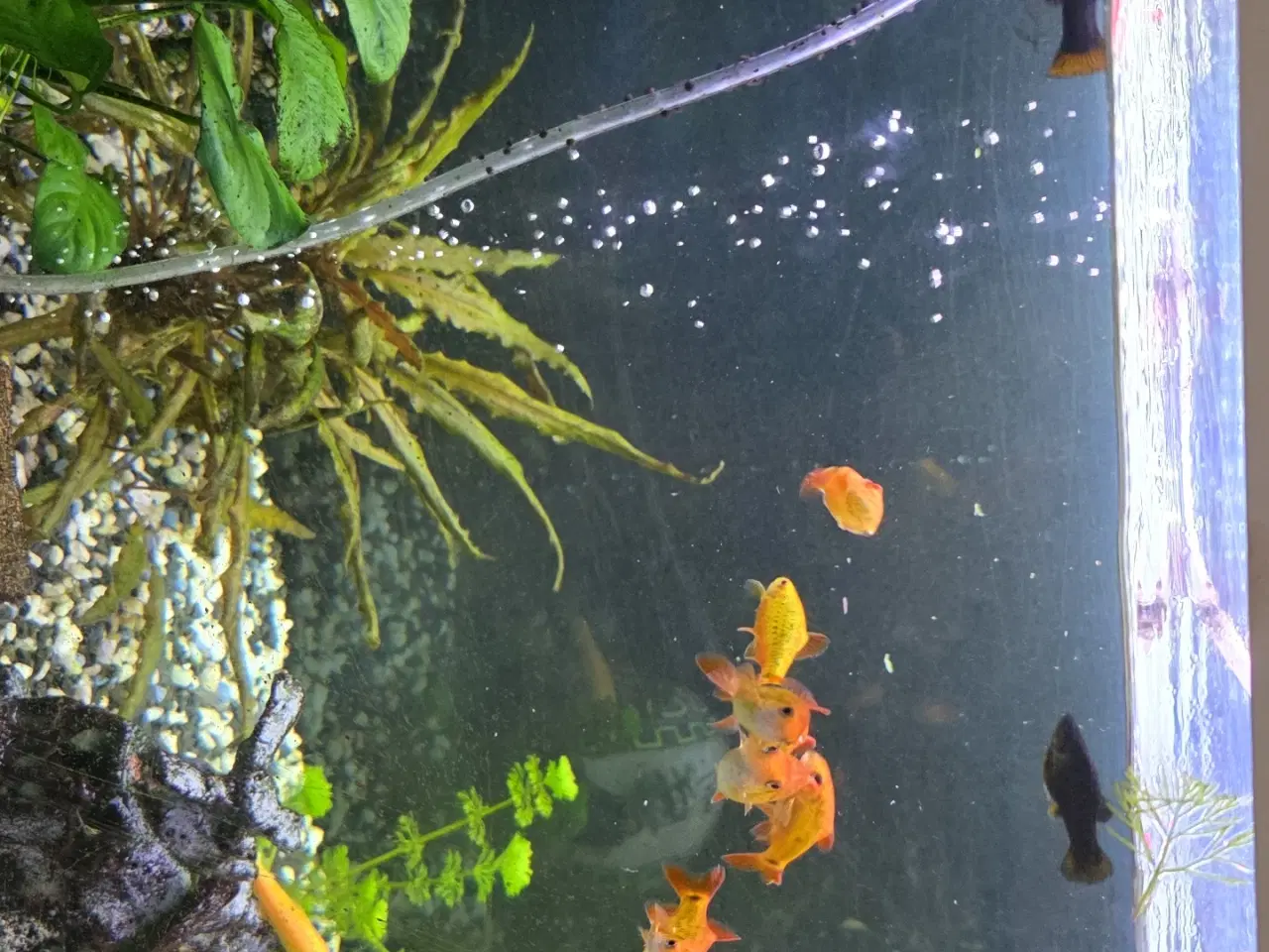 Billede 2 - Juveler Akvarie 340 L