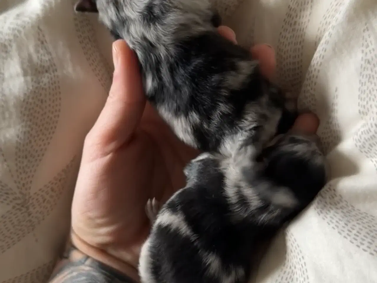 Billede 1 - Merle pomeranian 