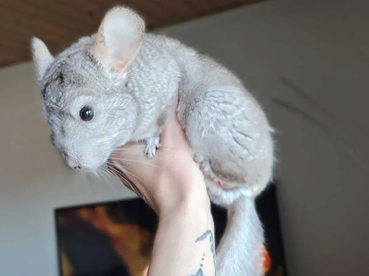 Billede 2 - Chinchilla Han (Beige)
