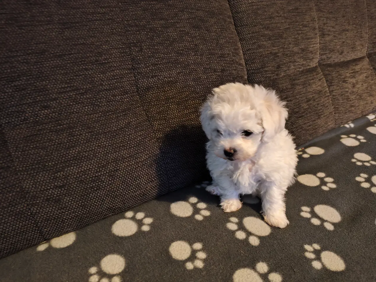 Billede 2 - Bichon Frise