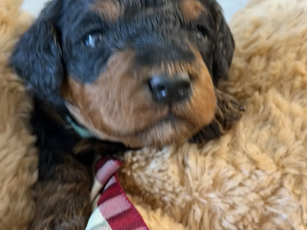 Billede 4 - Cavapoo  slut Maj 