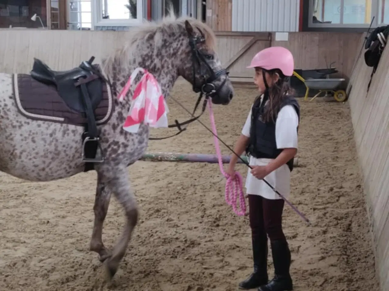 Billede 8 - Smuk knabstruppere hoppe kat. 3