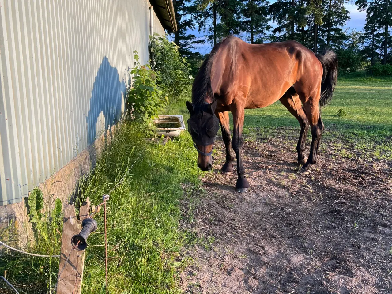 Billede 3 - Dansk varmblod, vallak 9 år