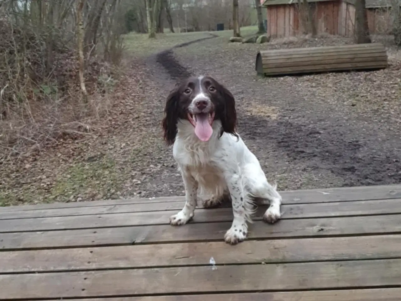Billede 15 - FT Springer Spaniel