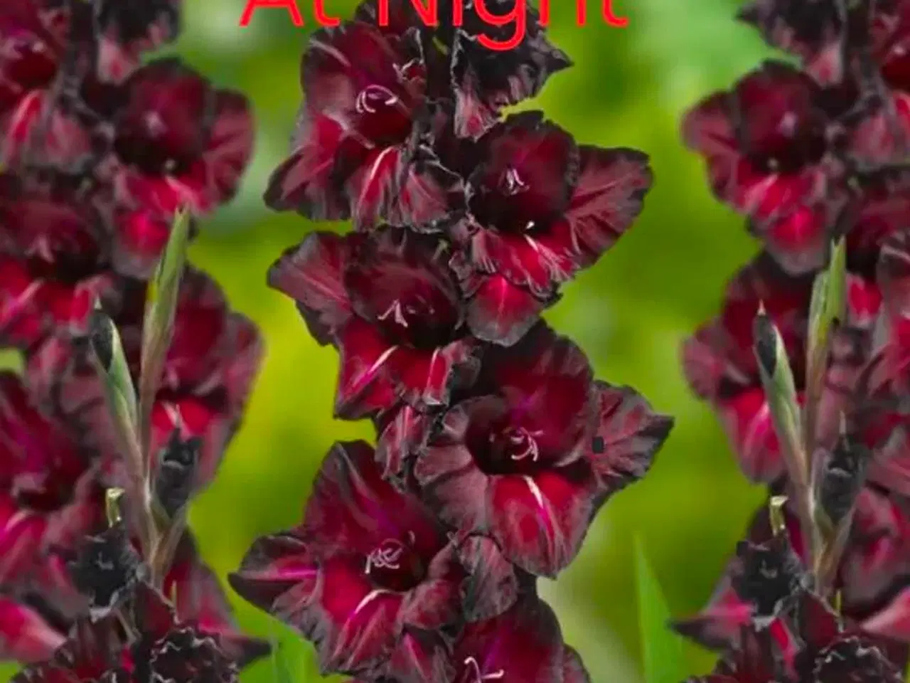 Billede 3 - Gladious dk's billigste