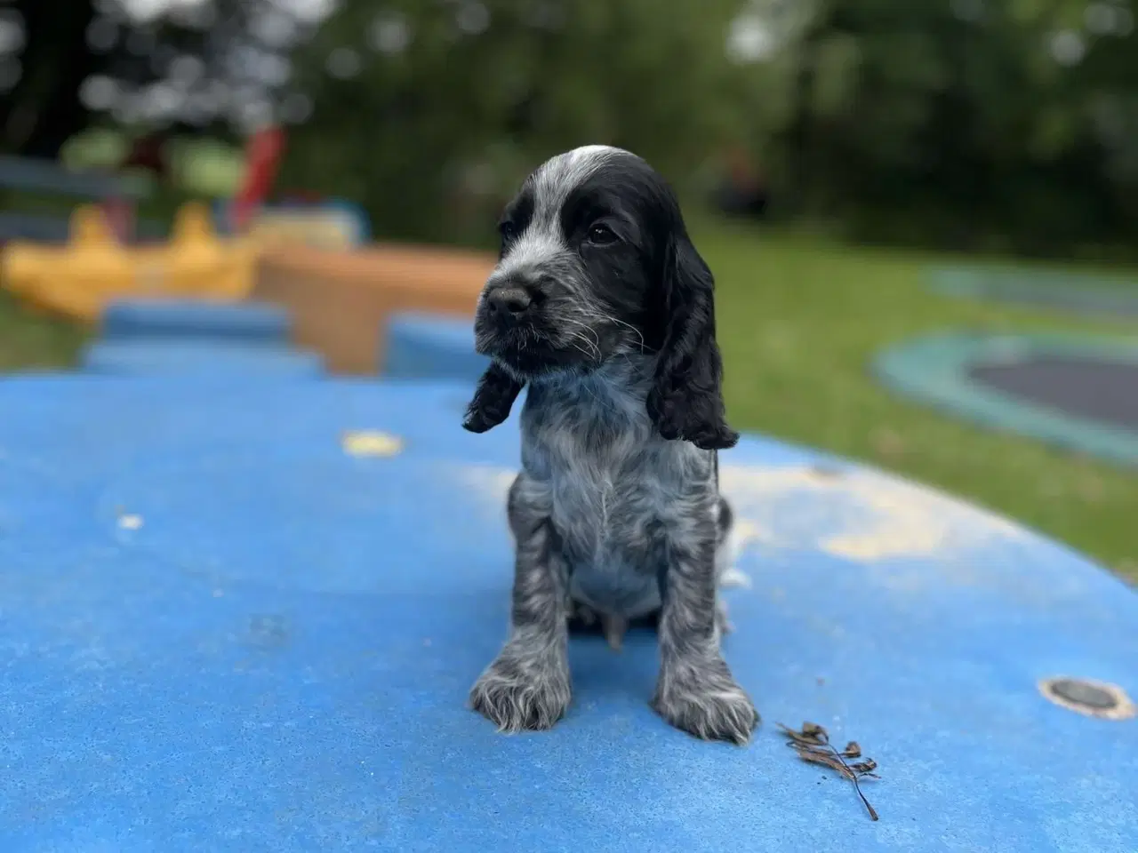 Billede 2 - Cocker spaniel 