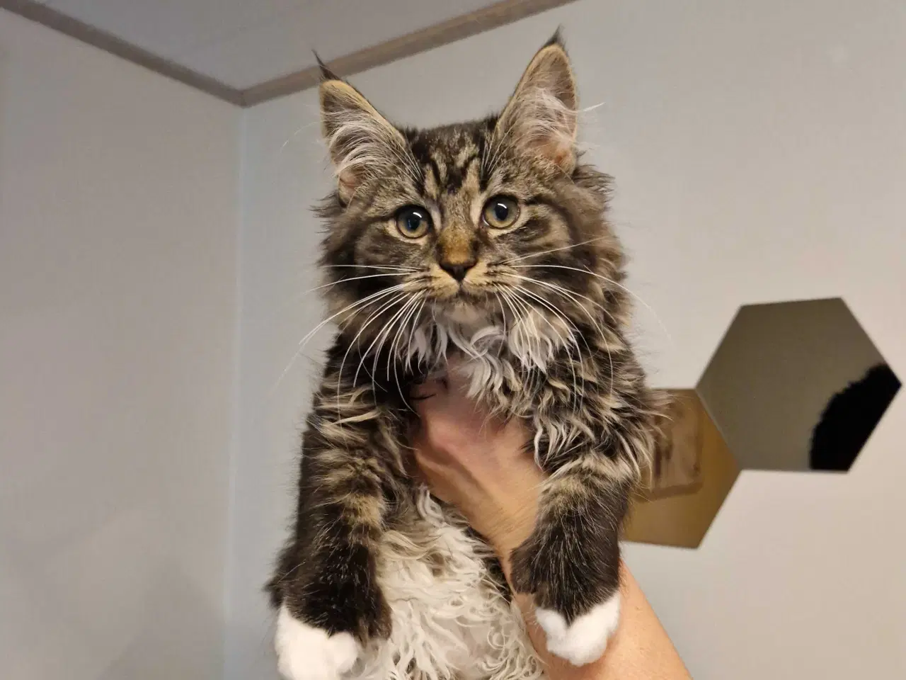 Billede 1 - Main coon pige Freja polydactyl