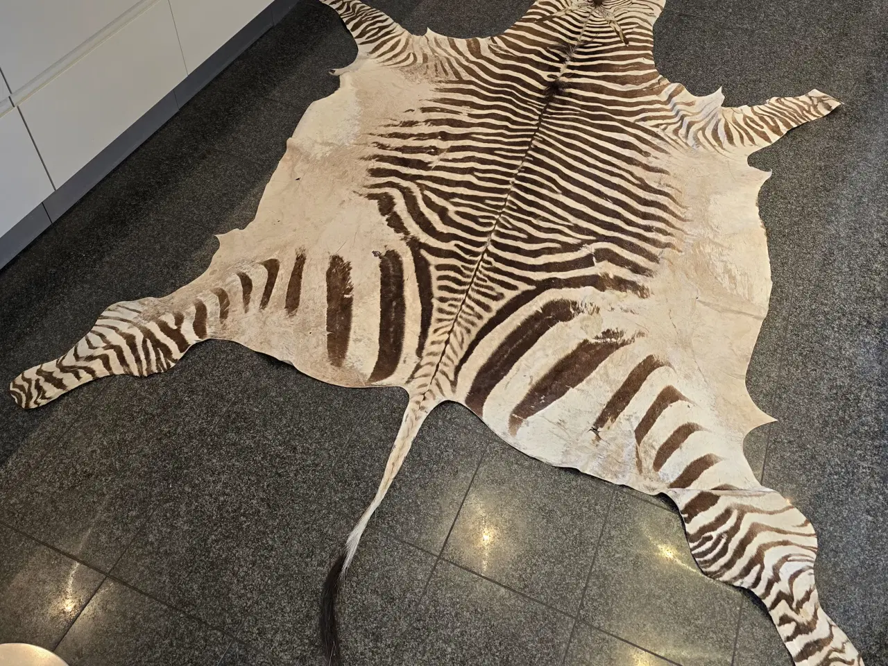 Billede 1 - STORT FLOT ZEBRASKIND FRA VOKSEN ZEBRA