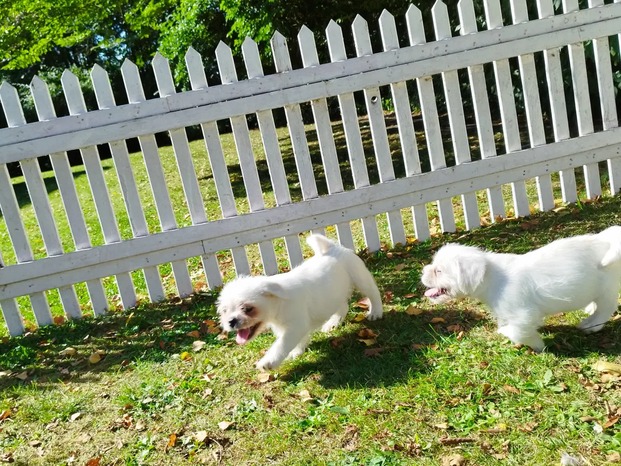Billede 2 - Mops/Coton de Tulear hvalpe 