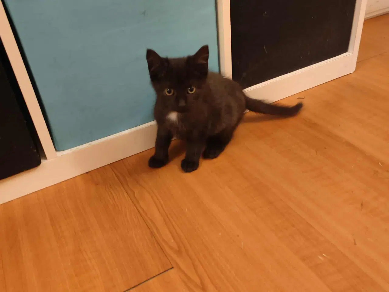 Billede 1 - killinger med et Himalaya gen