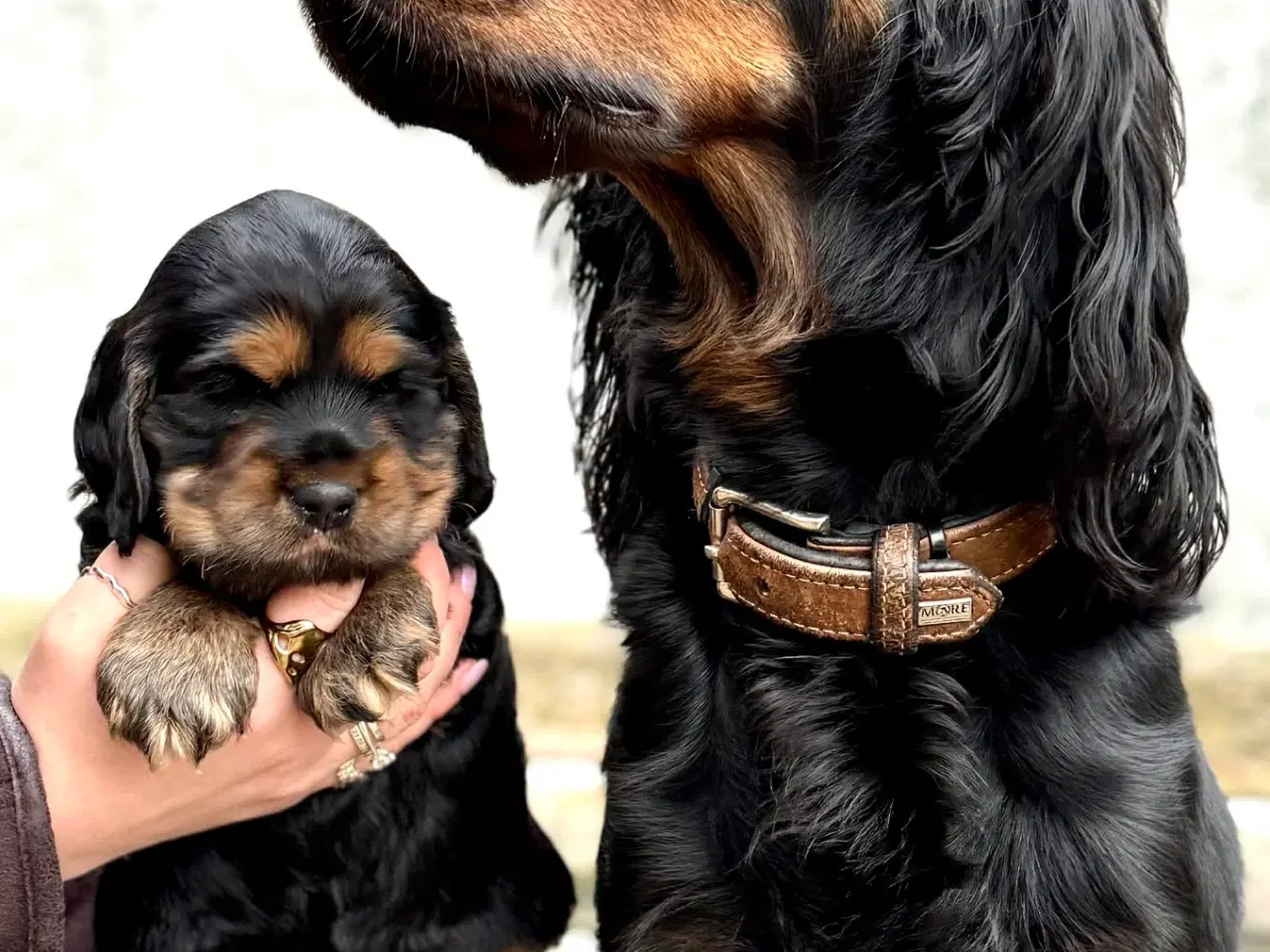 Billede 2 - Gordon Cocker hvalp