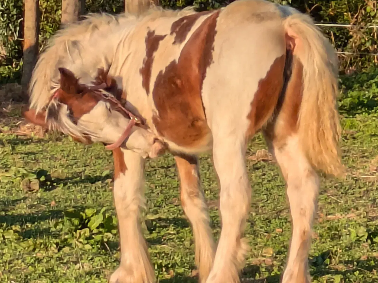 Billede 1 - Tinker /Irish cob hoppe føl