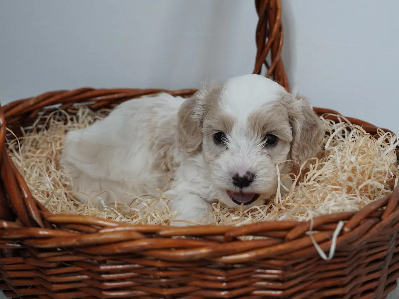 Billede 6 - Coton poo hvalpe