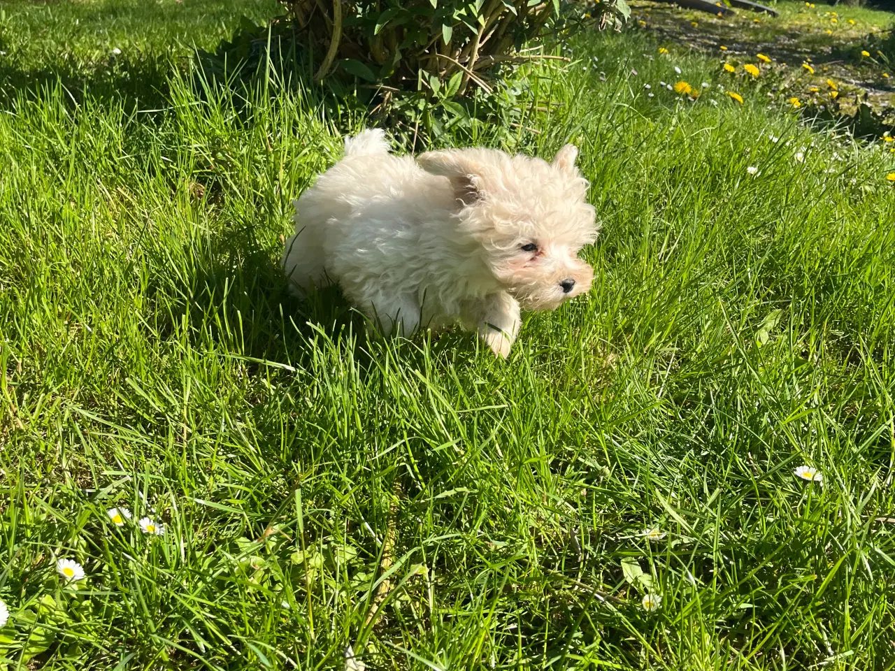 Billede 12 - Maltipoo hvalpe