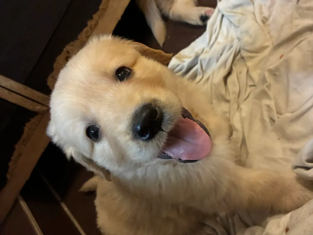 Billede 2 - Super skønne familiehunde