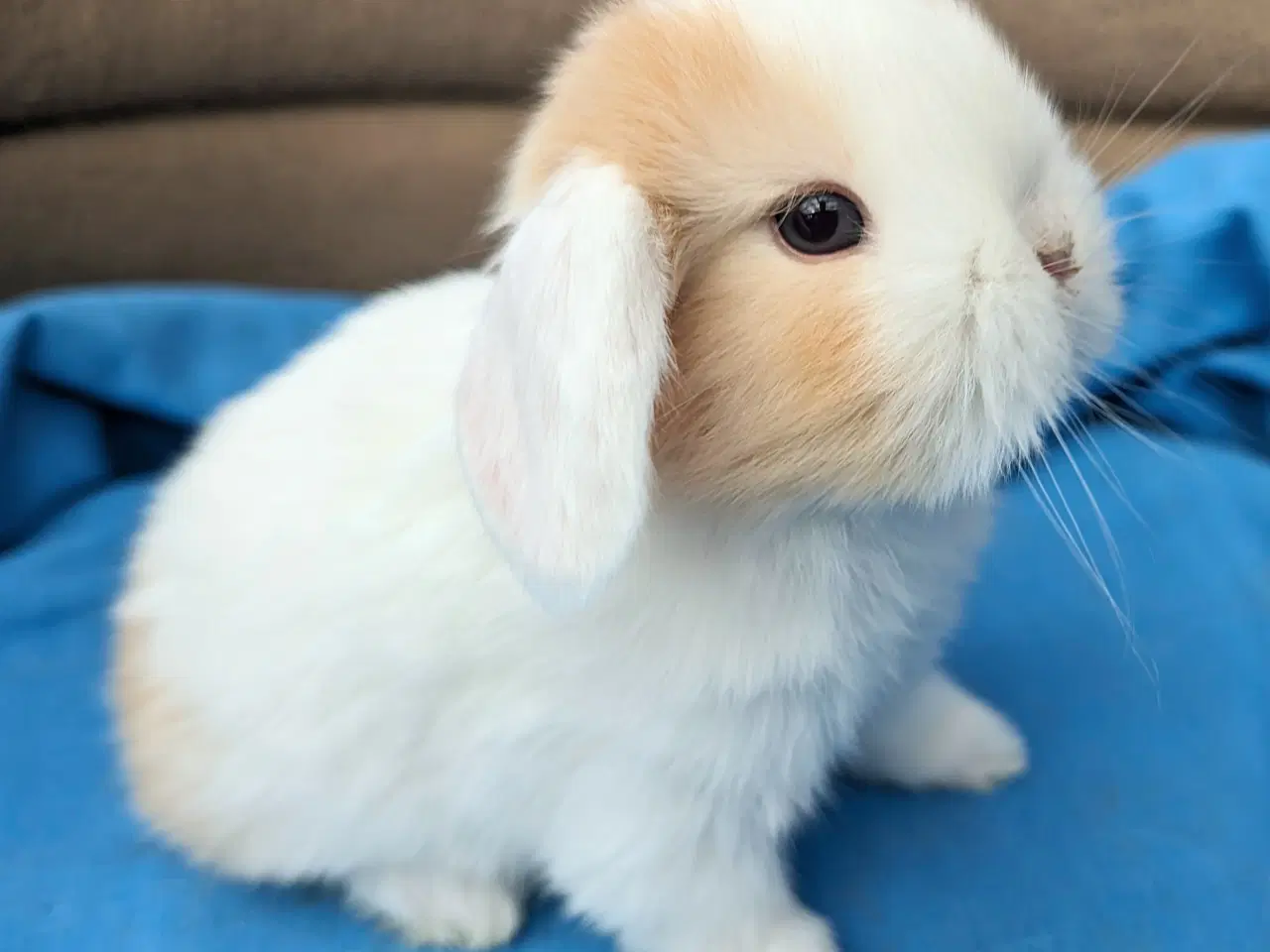 Billede 3 - Minilop kaninunge sælges