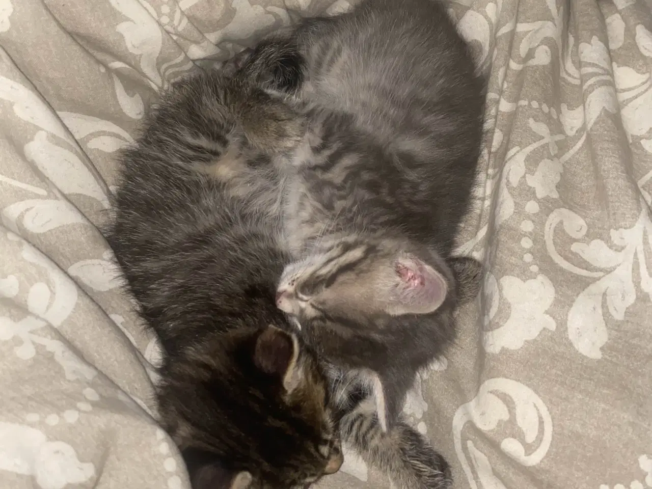 Billede 1 - Killinger søger gode hjem (reserveret) 