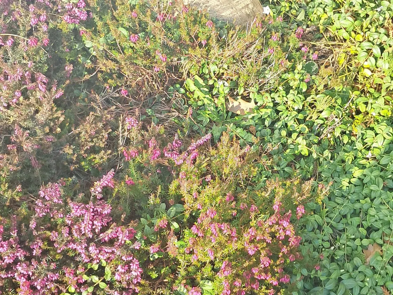 Billede 13 - Flotte havesten