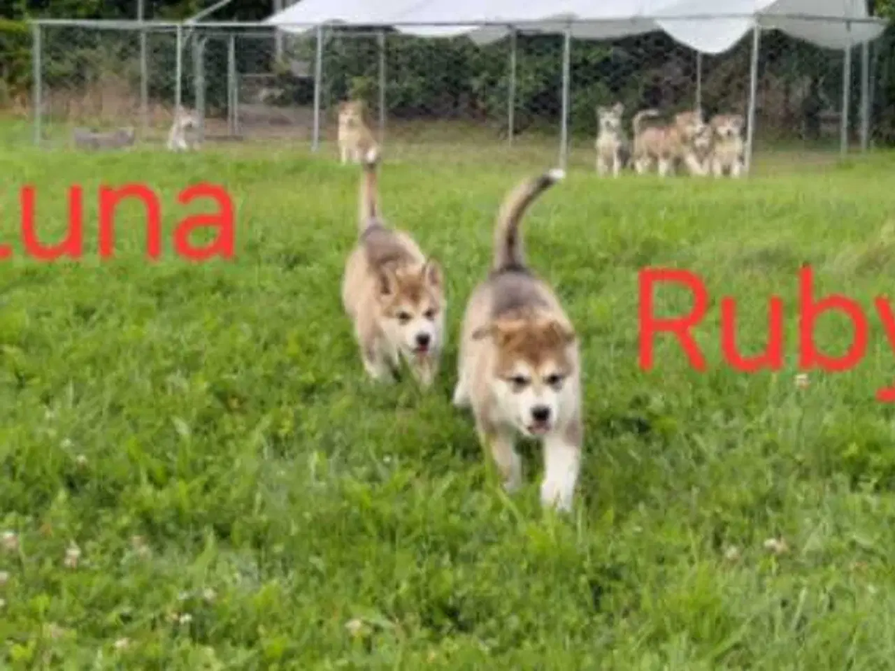 Billede 1 - Alaskan malamute hvalpe 
