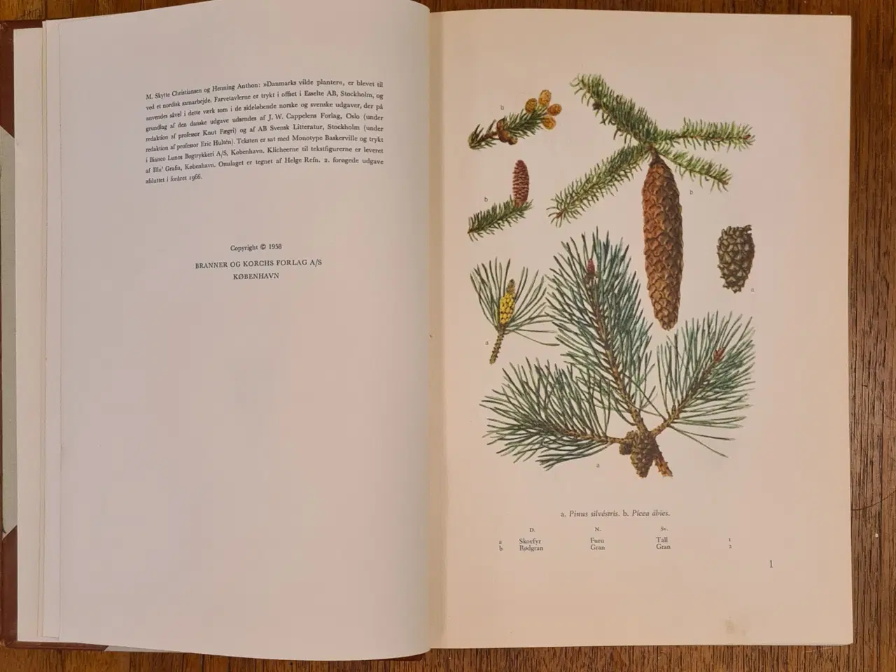 Billede 9 - Danmarks Vilde Planter