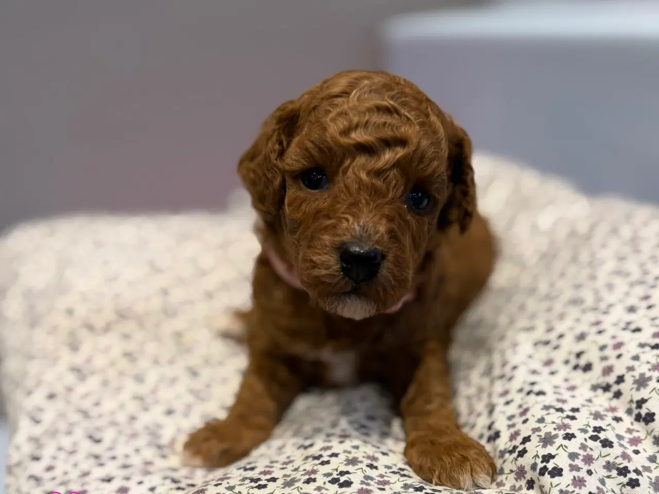 Billede 1 - Maltipoo