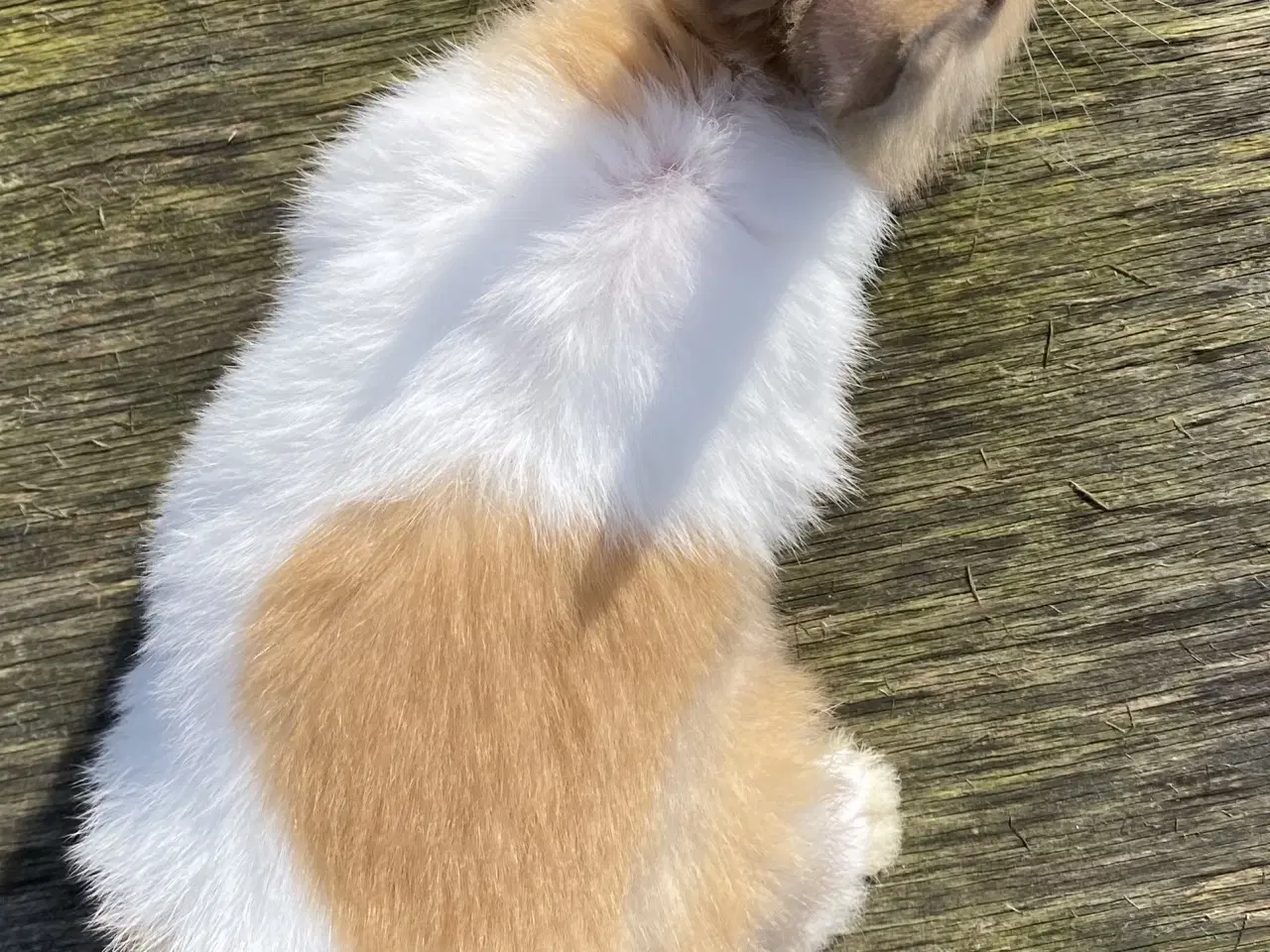 Billede 5 - HOLLÆNDER HAN MADAGASCAR