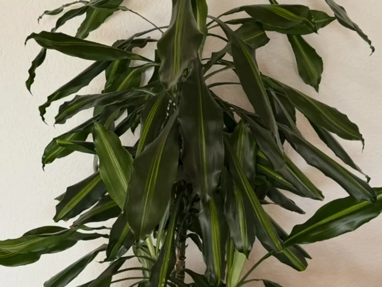 Billede 1 - Plante