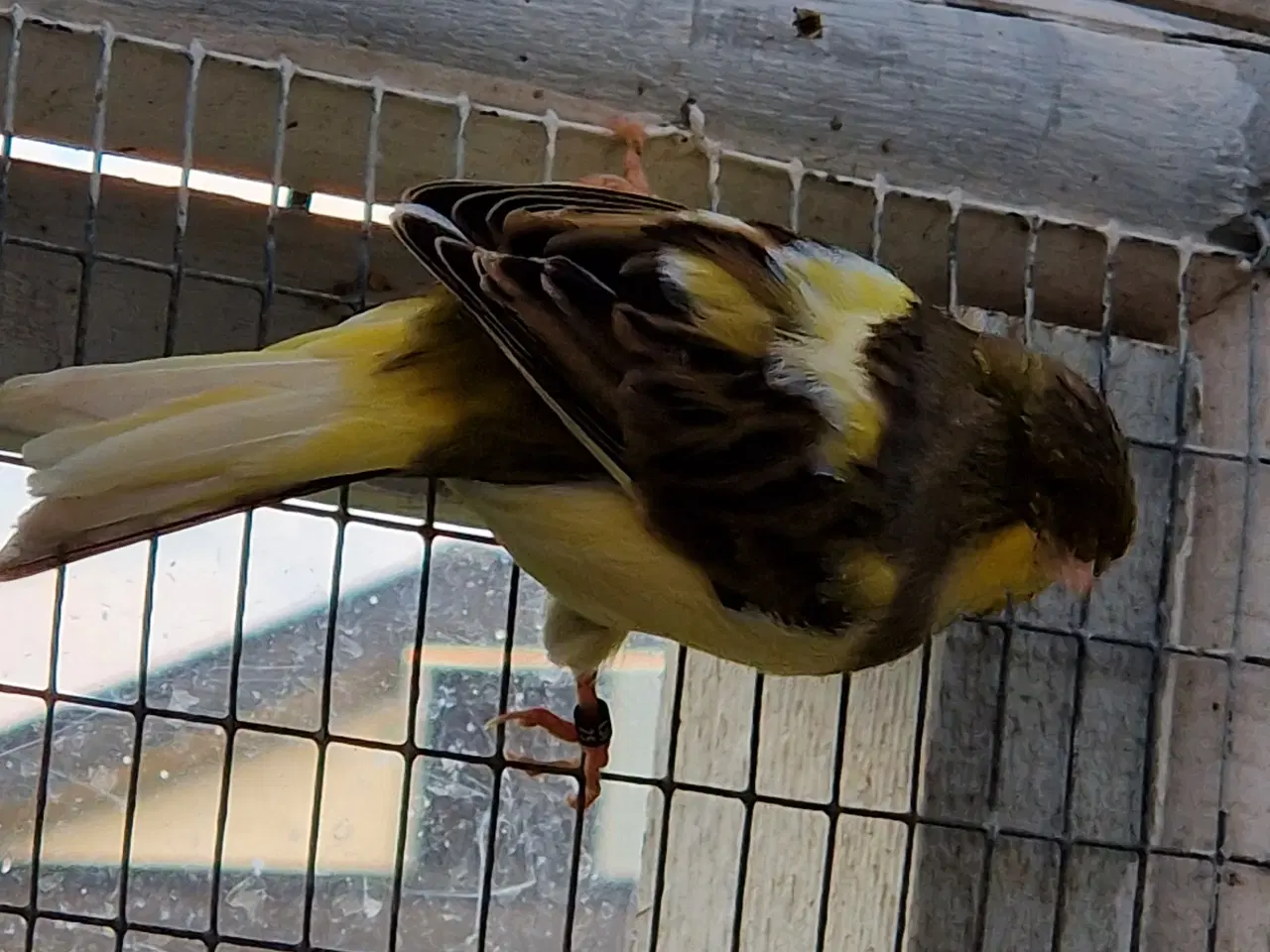 Billede 4 - Gloster kanarier 