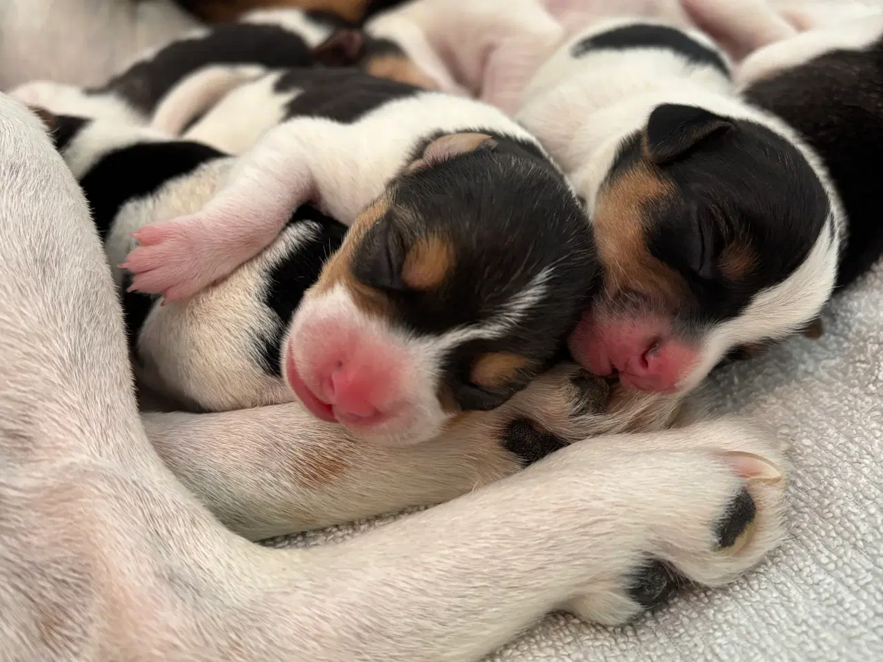 Billede 5 - Attraktive Anton - Tilbydes til avl