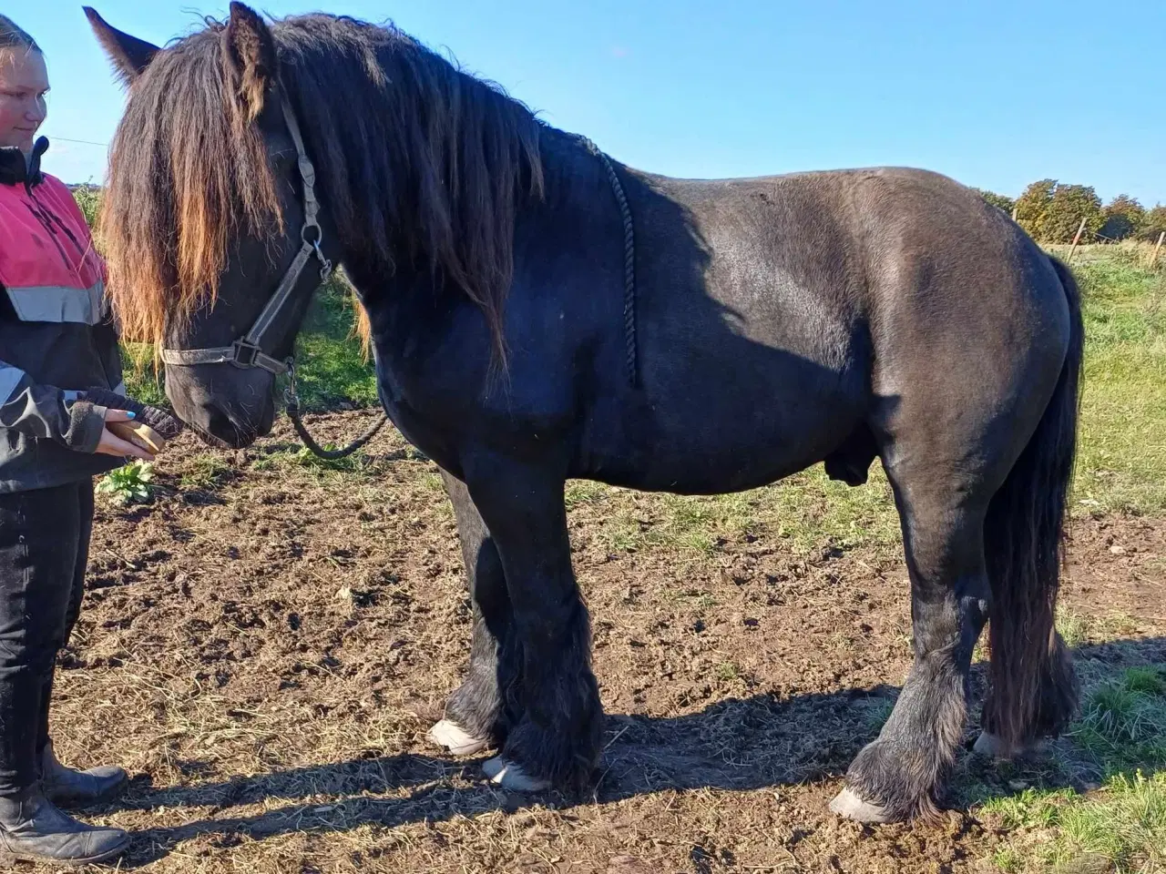 Billede 6 - Jysk hest, 2 års hingst