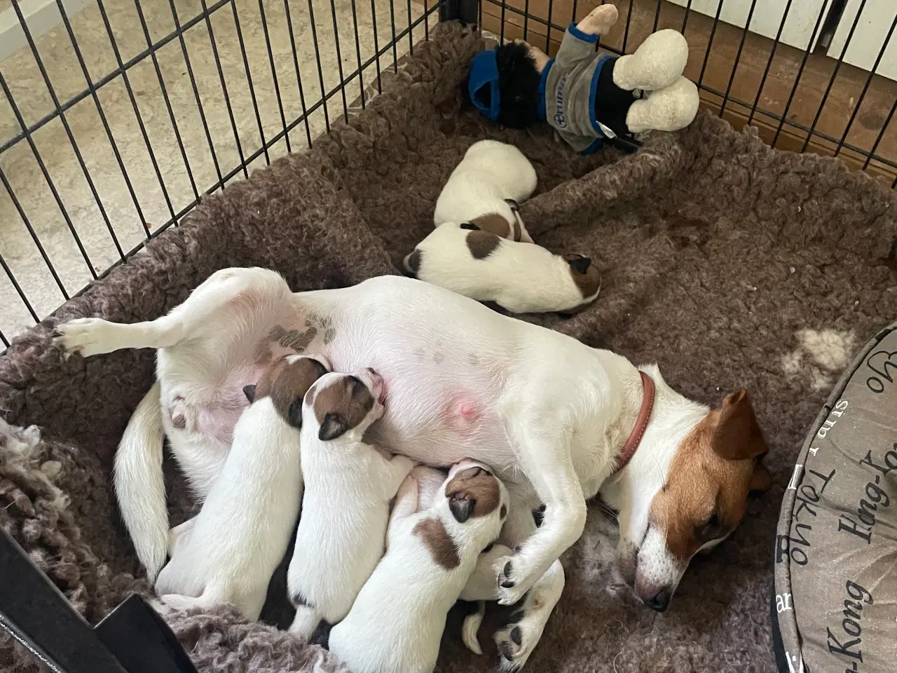 Billede 2 - Jack Russell Hvalpe - DKK stamtavle