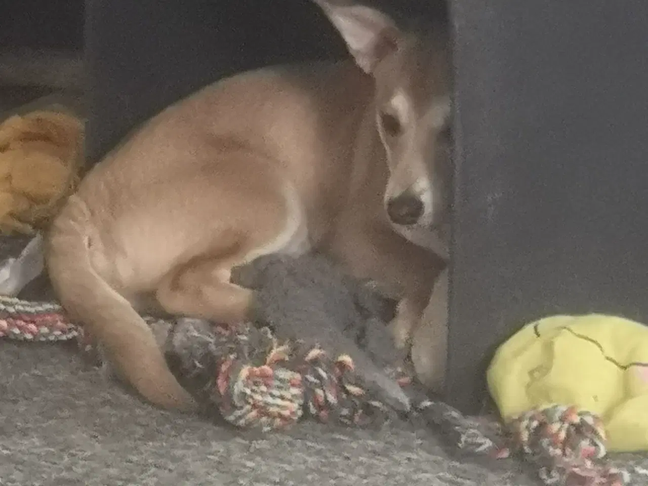 Billede 2 - Lækre paddy, i pleje i DK 