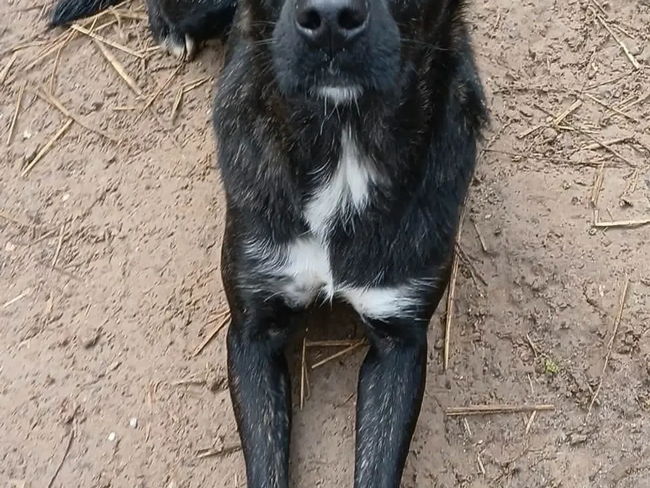 Billede 8 - Smukke Tulle leder efter sin egen familie 🩷