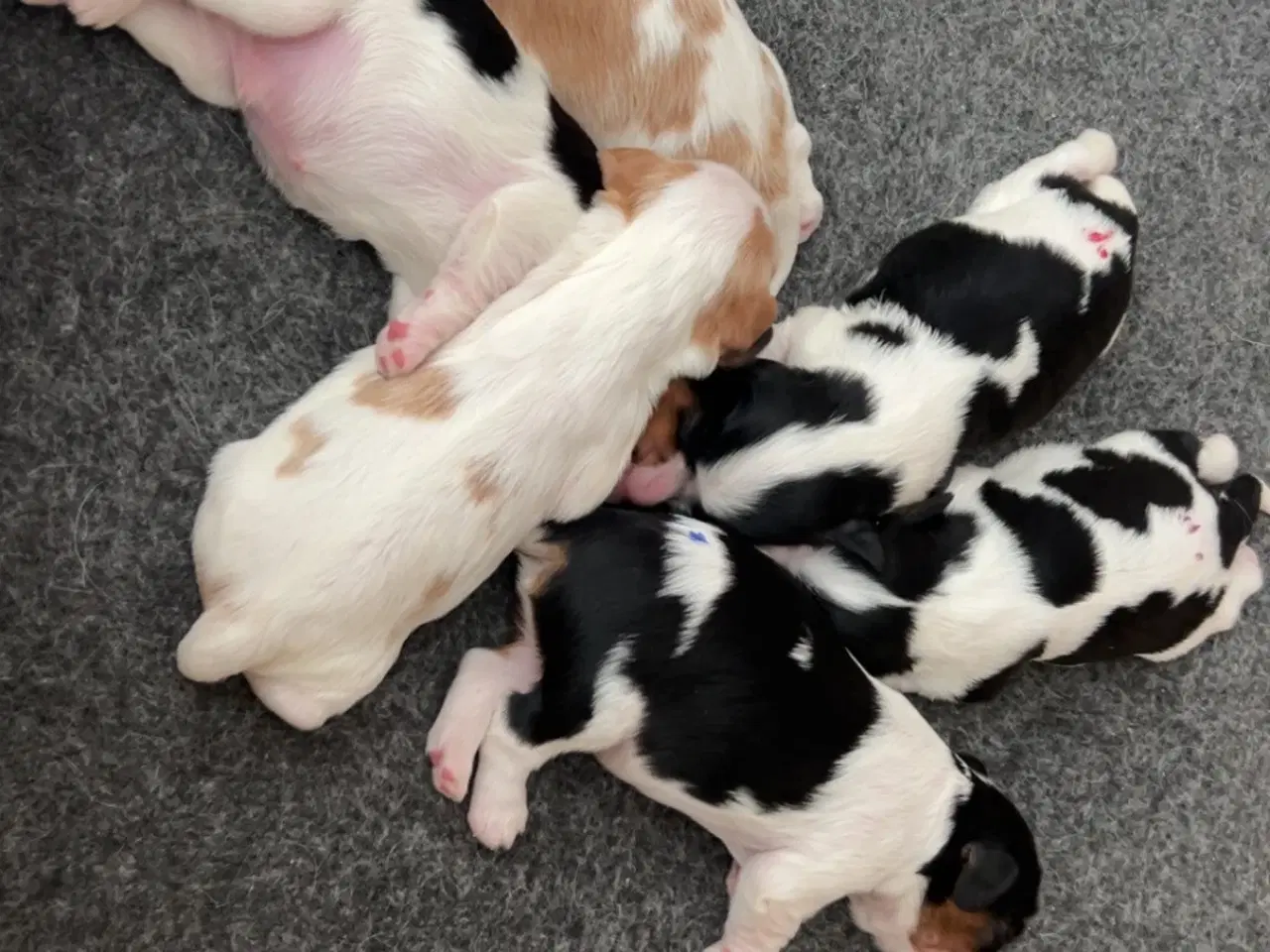 Billede 1 - Cavalier King Charles hvalpe m. stambog