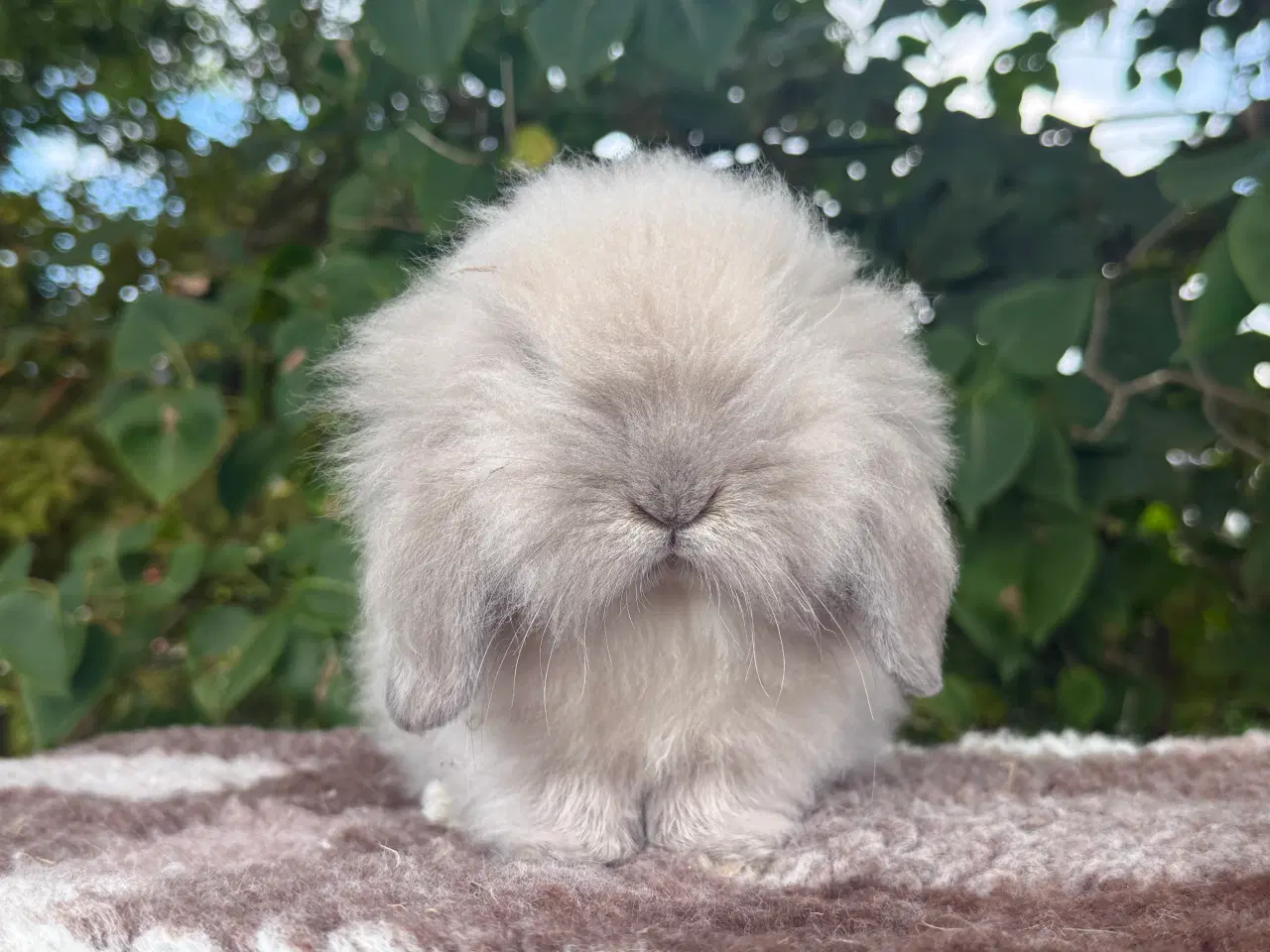 Billede 6 - Mini lion lop dreng