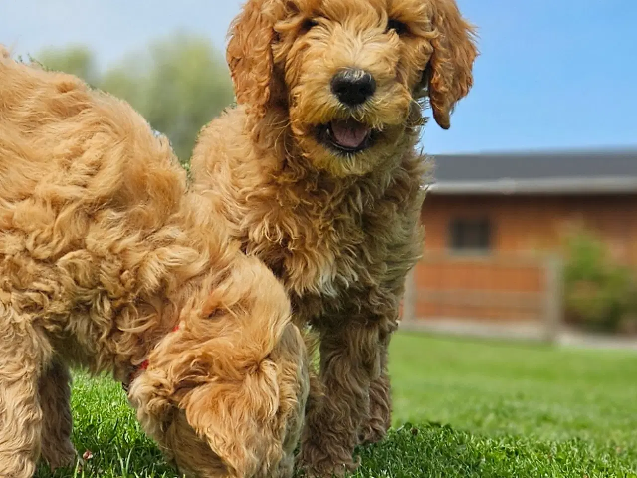 Billede 11 - Goldendoodle hvalpe