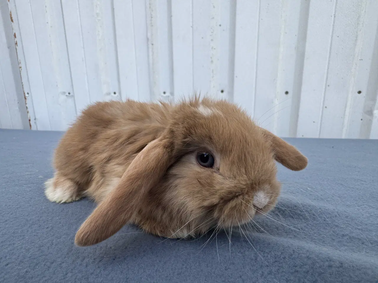 Billede 1 - Dværgvædder hankanin
