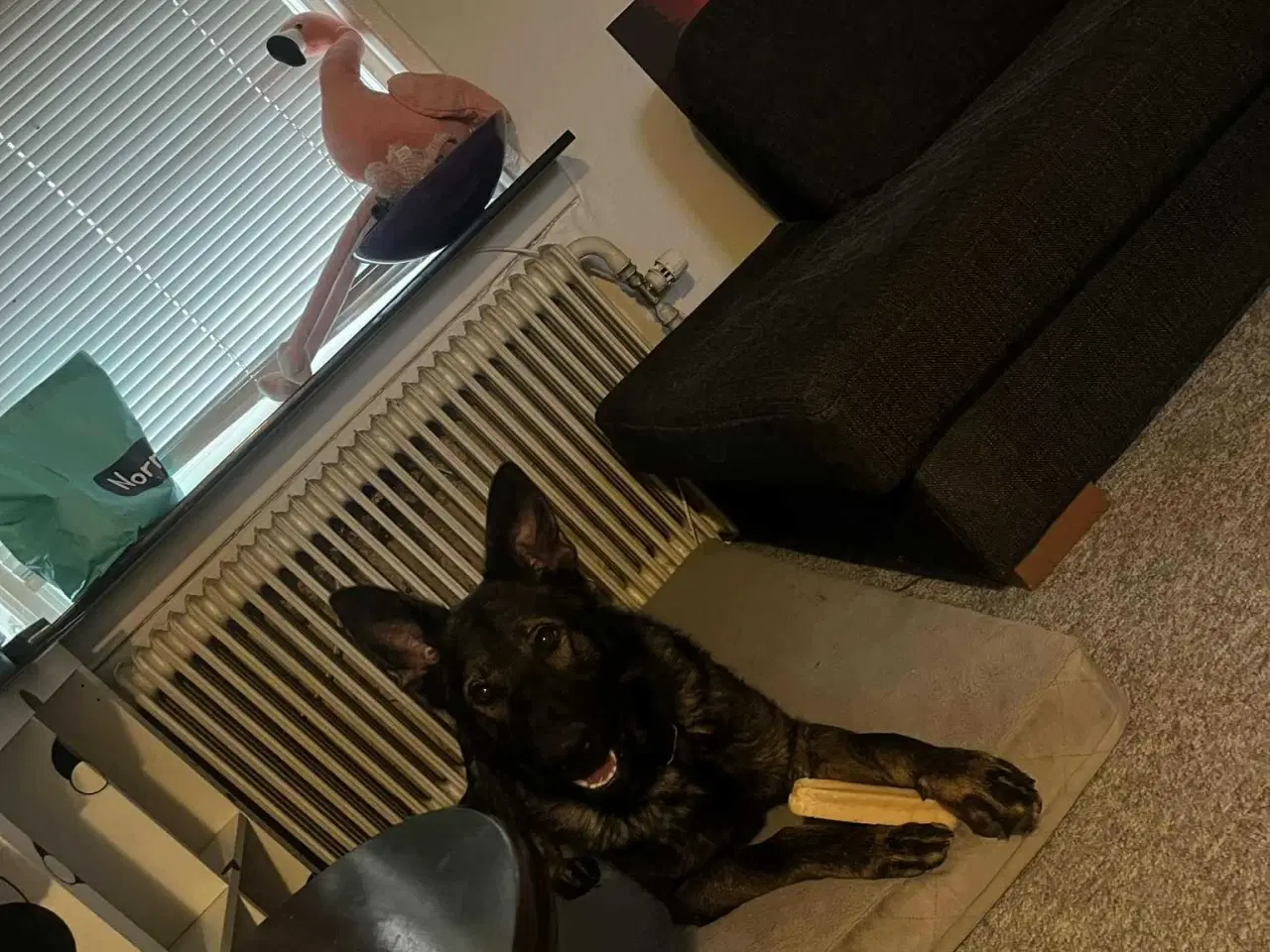 Billede 1 - Sød schæfer han