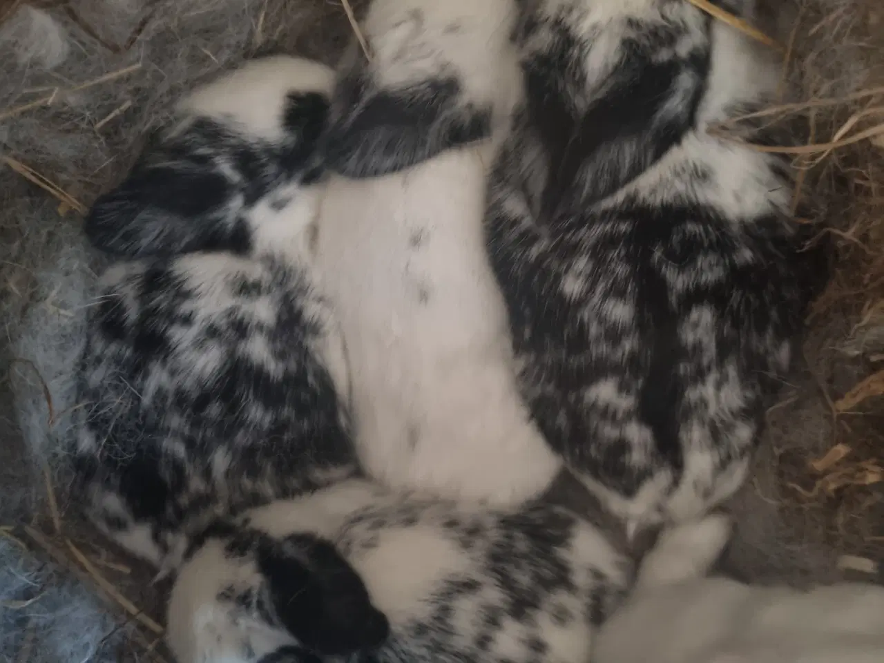 Billede 2 - Fine kaninunger