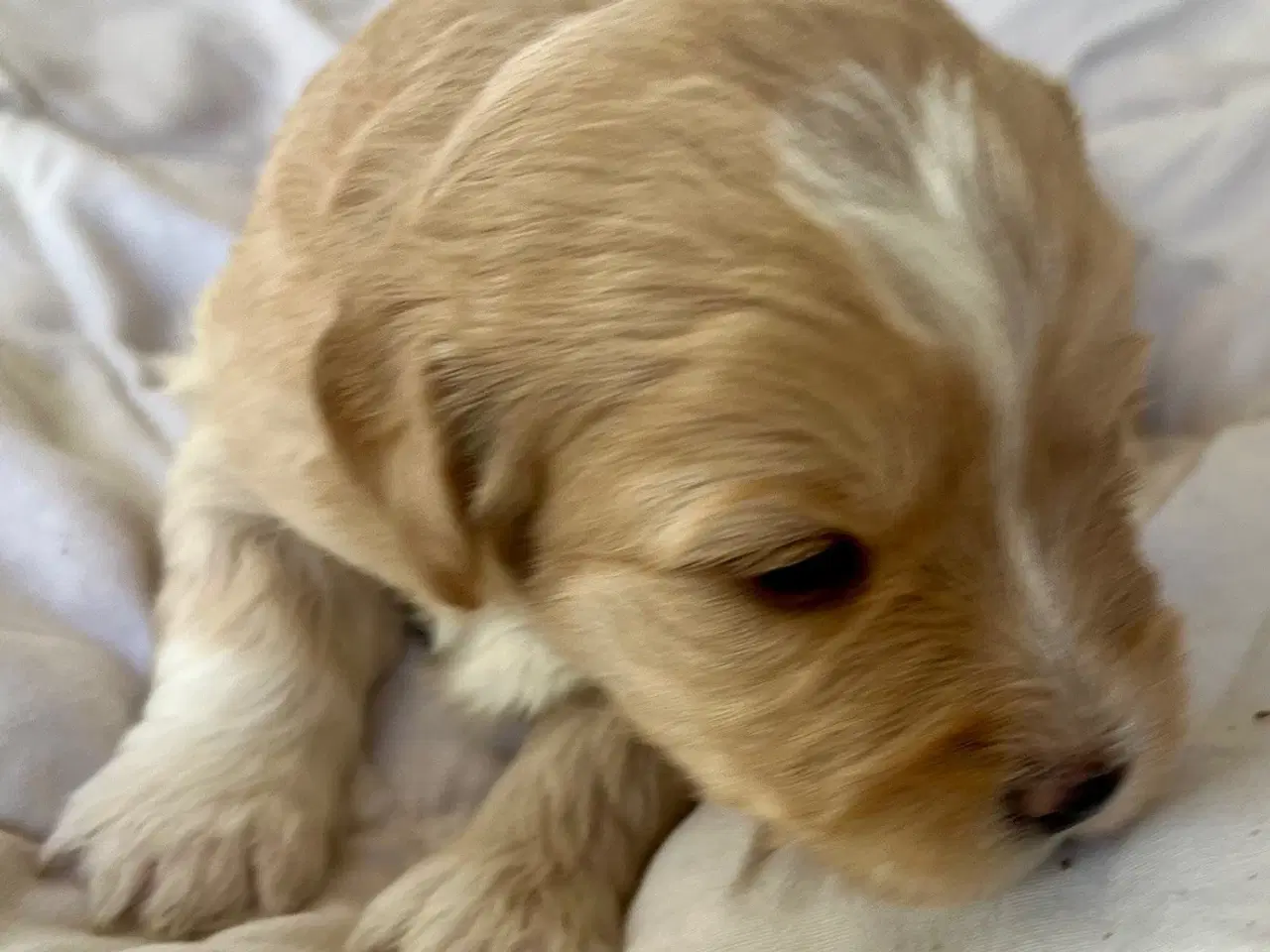 Billede 15 - Super skønne sociale Lagotto blandinger