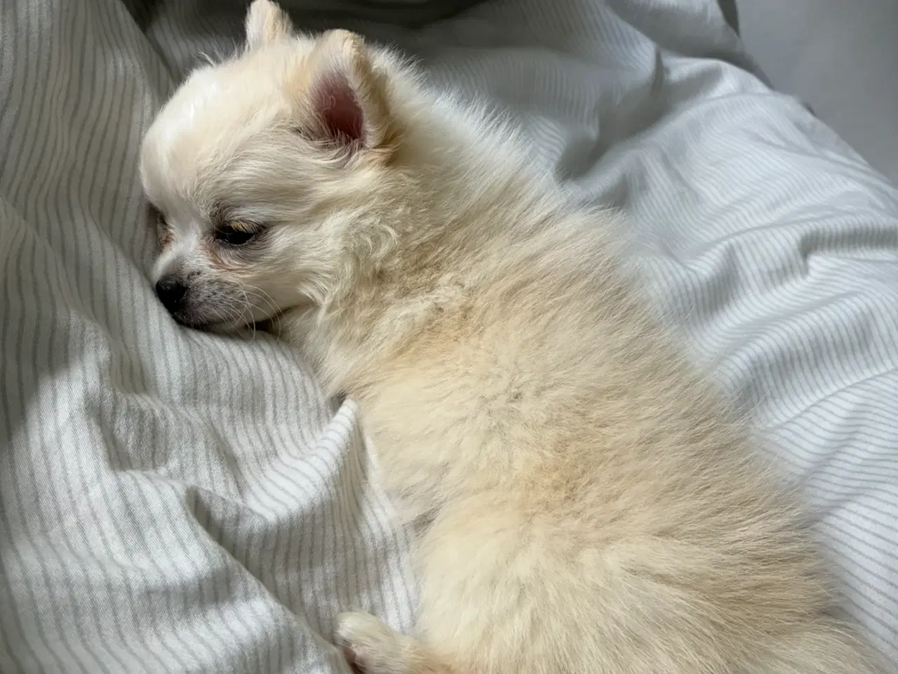 Billede 4 - Chihuahua/pomeranian