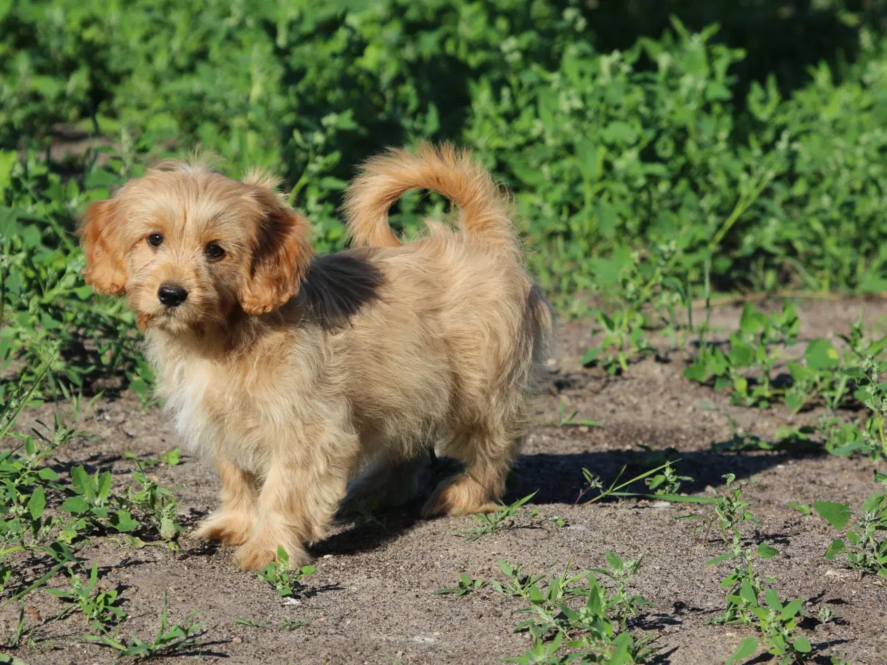 Billede 3 - Cavalier King Charles Spaniel
