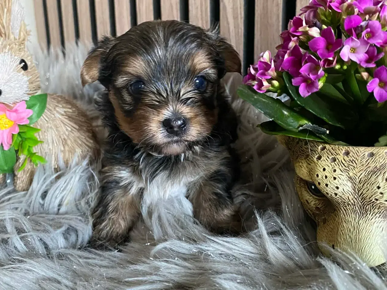 Billede 3 - Yorkshire terrier 